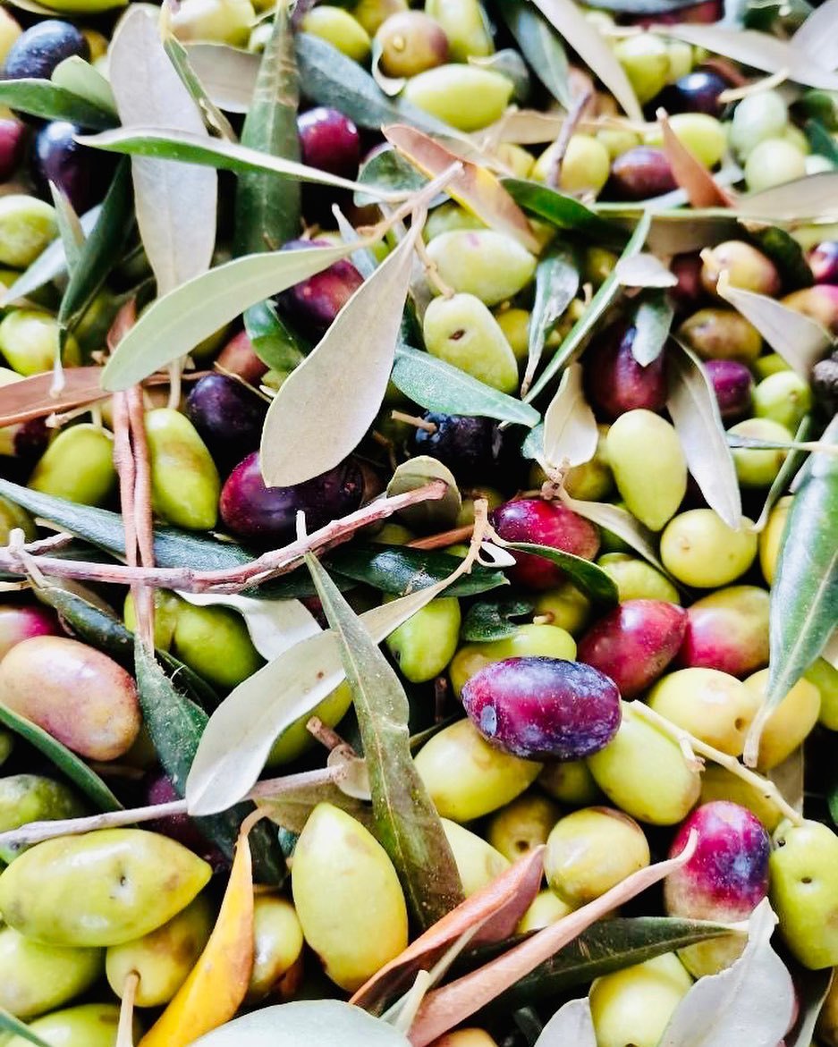 Olives